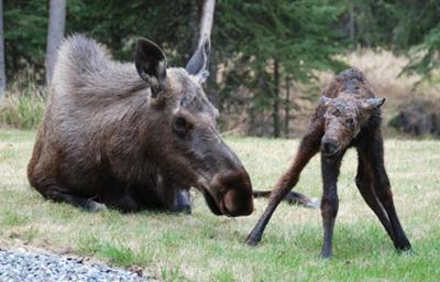 Newborn Moose