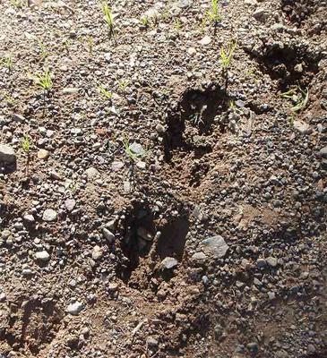 Cow and Calf Moose Tracks