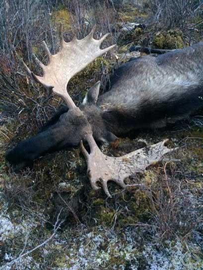 common moose predators