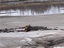 Moose rescue stuck in the mud