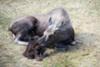 Moose calf, suckling for the first time.