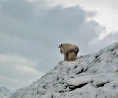 Beautiful Mountain Goat