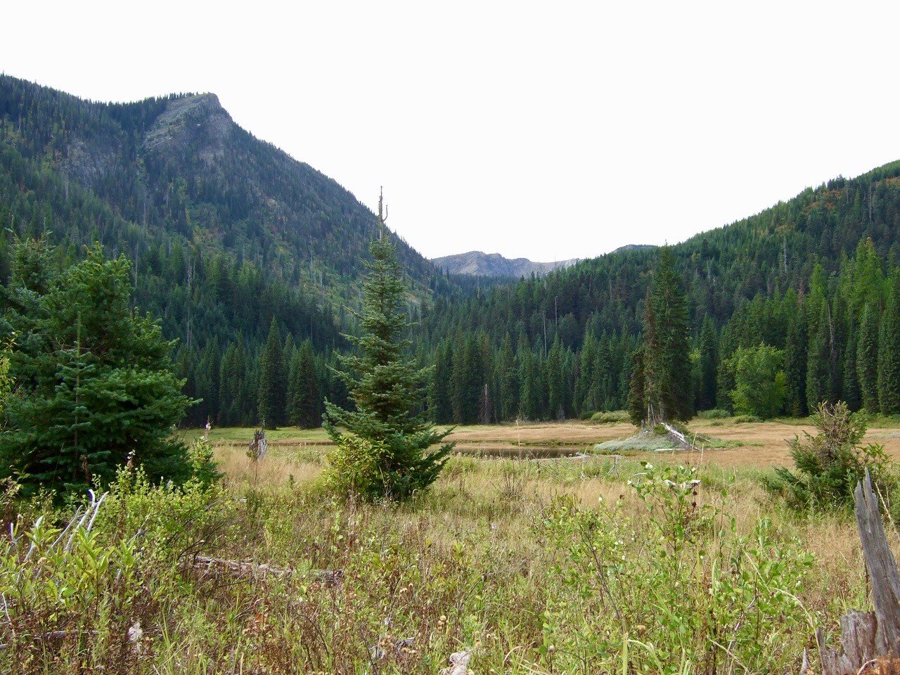 montana-moose-hunt-moose-meadow.jpg