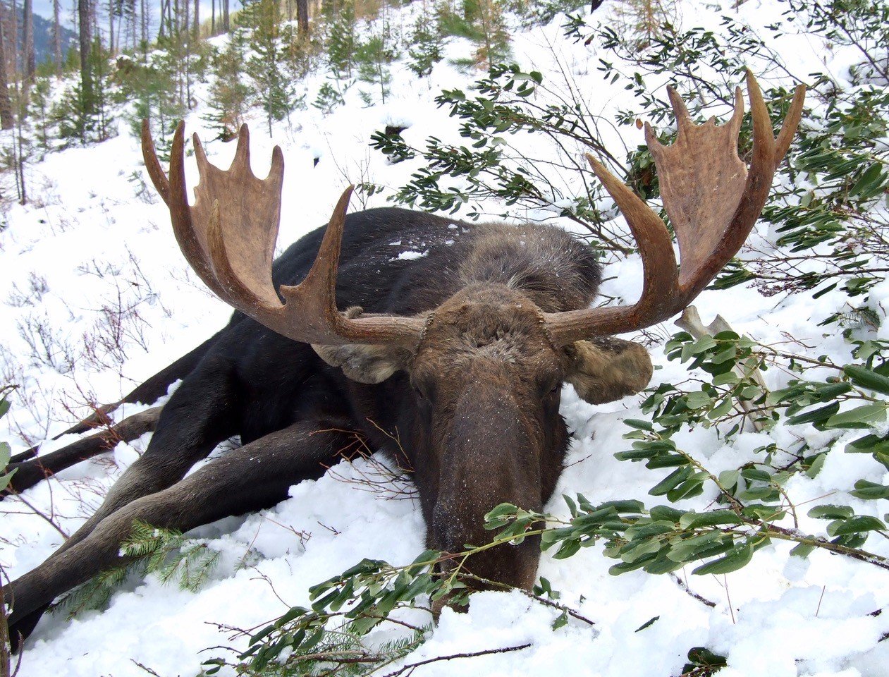 montana-moose-hunt-success-2.jpg