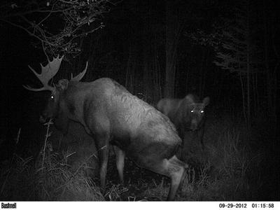 Bull Moose Urinates to Create Scent Pit