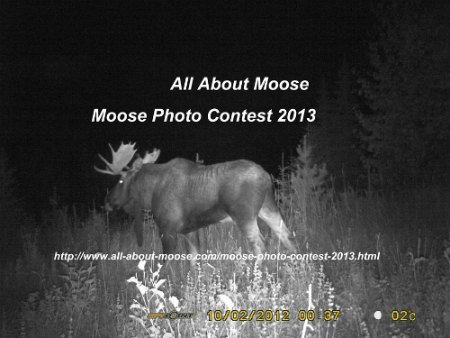 Moose Photo Contest 2013