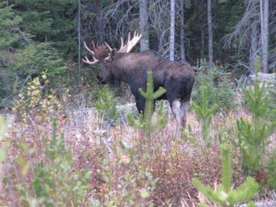 MU 7 - Trophy Bull Moose