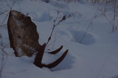 Fresh Moose Shed